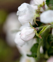 Flowers on branches of an apple tree