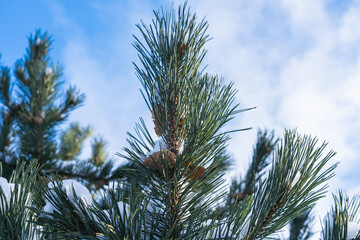 The top of a pine tree with cones in the snow against the background of the winter sky