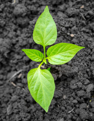 Paprika seedlings in the ground in spring.