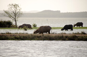 Fototapeta na wymiar Water buffalo eating the grass in Songkhla Lake. Songkhla, Tailand