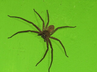 Spider