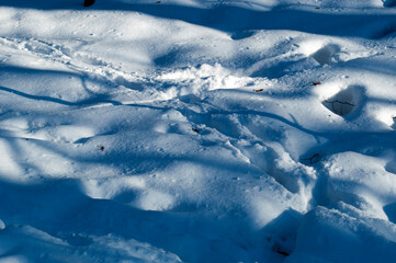 There are many animal tracks on the snow. Background, sunny winter day.