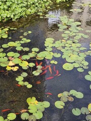 fish and lilies in the pond