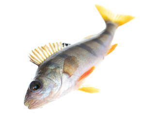 Perch fish isolated on white