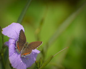 butterfly on a flower
