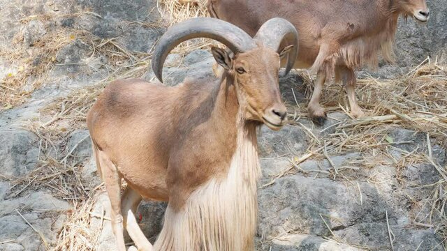 Barbary sheep in Chiang Mai zoo
