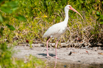 A White Ibis foraging in a riverbank of a tropical lagoon in Mexico. Green vegetation in the background