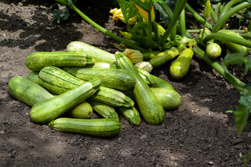 Zucchini harvest in summer. Marrow vegetables. Fresh courgette summer harvest. Organic zucchini in the garden.