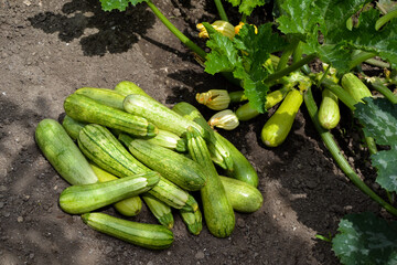 Zucchini harvest in summer. Marrow vegetables. Fresh courgette summer harvest. Organic zucchini in the garden.