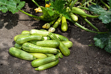 Zucchini harvest in summer. Marrow vegetables. Fresh courgette summer harvest. Organic zucchini in the garden.