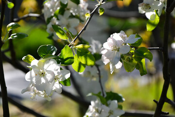 Apple tree blossom. Spring fruit tree blooming. Apple flowers background. Young spring nature photo.