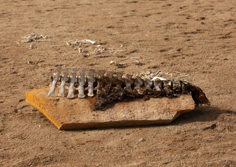 Fototapeta premium Bones of Dugong collected and kept on display at Hawar island, Bahrain