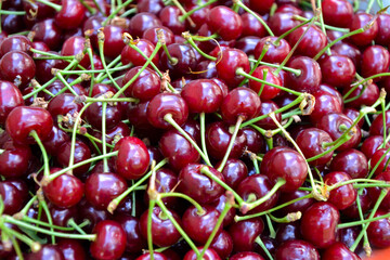 Cherry organic berries harvest. Fresh cherries for jam, juice, smoothie, compote, desserts and cakes. Organic fruits in the village.