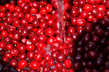 Cherry organic berries harvest. Fresh cherries for jam, juice, smoothie, compote, desserts and cakes. Organic fruits in water.