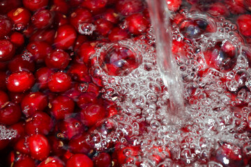 Cherry organic berries harvest. Fresh cherries for jam, juice, smoothie, compote, desserts and cakes. Organic fruits in water.