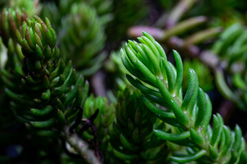 Stonecrop (Sedum reflexum f. cristatum) stone Orpine herb plant edible