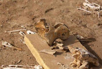 Skull of Dugong collected and kept on display at Hawar island, Bahrain