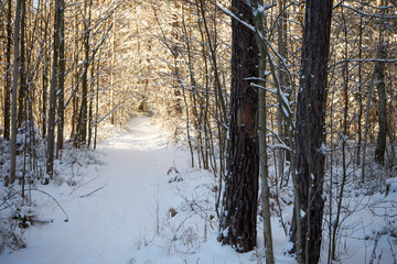 leśna zimowa ścieżka © Marcin Łazarczyk