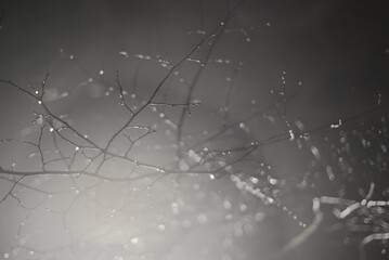 Wet tree branches with water drops in the light