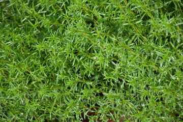 Savory plant in vegetable garden. Organic fresh herb. Savory leaves defocused background. Satureja Hortensis herb plant.