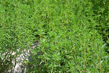 Savory plant in vegetable garden. Organic fresh herb. Savory leaves defocused background. Satureja Hortensis herb plant.