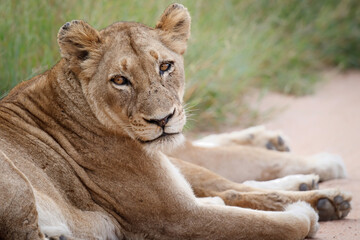 Portrait of a Lioness in Manyeleti Game Reserve in the Greater Kruger Region in South Africa