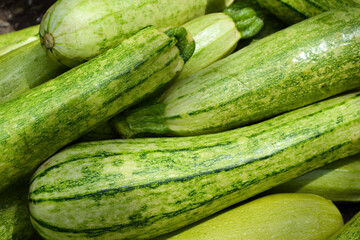 Zucchini harvest in summer. Marrow vegetables. Fresh courgette summer harvest. Organic zucchini in the garden.