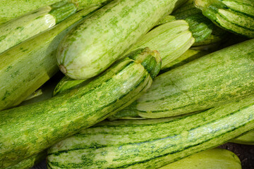 Zucchini harvest in summer. Marrow vegetables. Fresh courgette summer harvest. Organic zucchini in the garden.