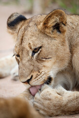 Portrait of a young Lion in Manyeleti Game Reserve in the Greater Kruger Region in South Africa