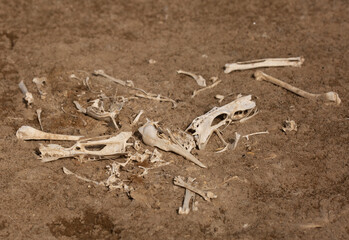 Bones of Socotra Cormorant collected and kept on display at Hawar island, Bahrain