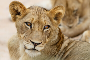 Portrait of a young Lion in Manyeleti Game Reserve in the Greater Kruger Region in South Africa