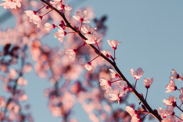 Peach tree blossoms