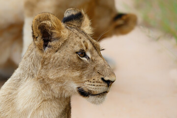 Fototapeta na wymiar Portrait of a young Lion in Manyeleti Game Reserve in the Greater Kruger Region in South Africa