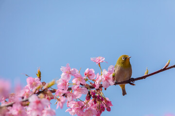 Japanese White-eye With Cherry Blossoms(Japanese Name Is Kawazu-zakura) At Shibuya, Tokyo, Japan