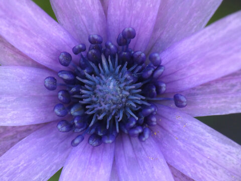 Fiore selvatico