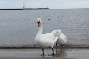 White swans swimming on The Baltic Sea, Gdansk, Poland