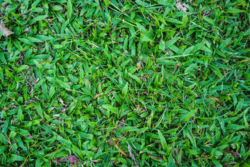 Top view of green artificial grass in outdoor garden.    Green Grass for Background Texture. Golf Course Green lawn for background texture.