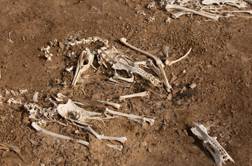 Bones of Socotra Cormorants collected and kept on display at Hawar island, Bahrain