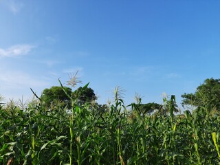 Corn Maize Agriculture Nature Field in blue sky background. Green corn field against blue sky, agricultural crop, corn cobs.
Maize also known as corn.  Field Rural Farm. Green Maize Plants in India.
