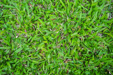 Top view of green artificial grass in outdoor garden.    Green Grass for Background Texture. Golf Course Green lawn for background texture.