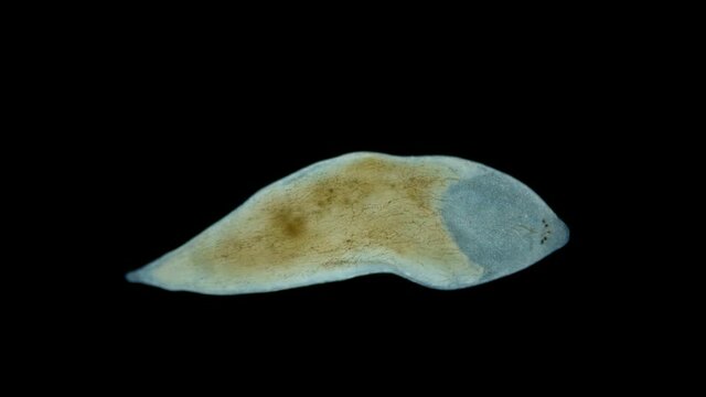 flatworm Plagiostomum lemani under the microscope, class Turbellaria, Platyhelminthes Phylum. Lives in fresh water. Sample found in the Volga River