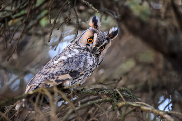 A Long-eared Owl (Asio otus) sitting on a tree