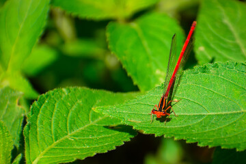 damselfly on leaf