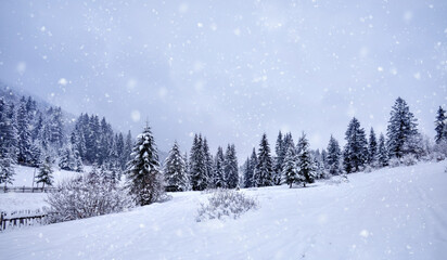 Beautiful idyllic landscape with evergreen tree forest covered in snow in wintertime