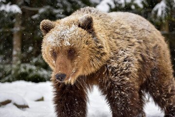 Fototapeta premium Beautiful close up portrait of the brown bear (Ursus arctos)