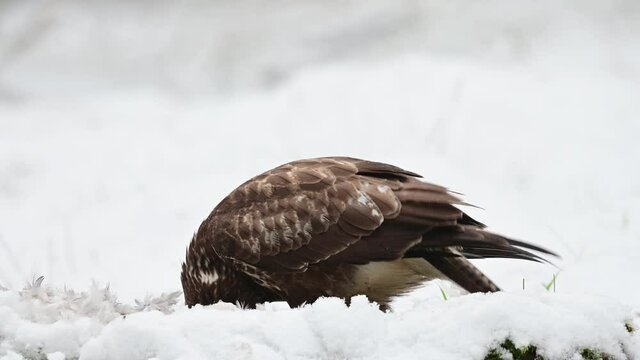 Common buzzard sits on the forest meadow with snow and pluck the feathers from a woodpigeon, birds of prey, winter, (buteo buteo), germany