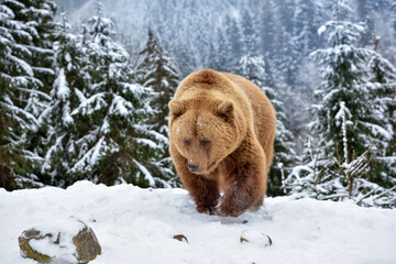 Wild brown bear (Ursus arctos) on the snow