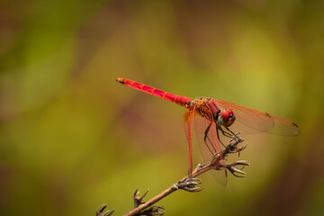 dragonfly on a branch