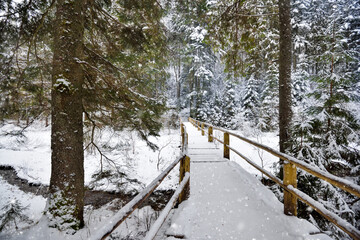 Fototapeta na wymiar Wooden bridge in winter forest. Spruce tree forest covered by snow after strong snowfall. Winter landscape