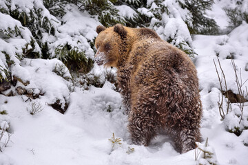 Wild brown bear (Ursus arctos) in winter forest